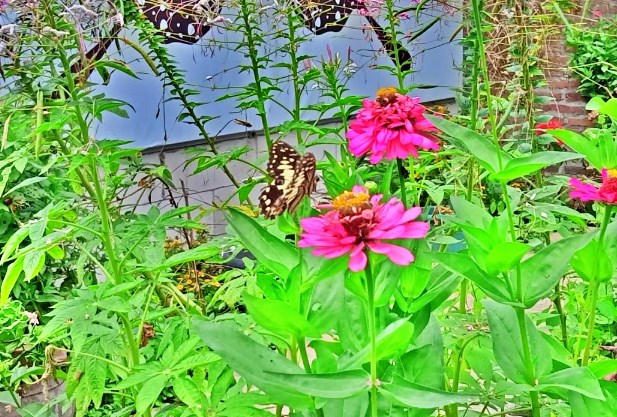 Melihat Lebih Dekat Siklus Kehidupan Serangga di Borobudur Butterfly Park